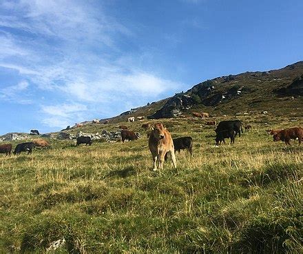 largest pasture in the ph the manila times|Pasture holders in Region 2 asked to help boost food production.